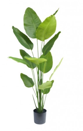 Kunstig Strelitzia Real Touch 180 cm 
